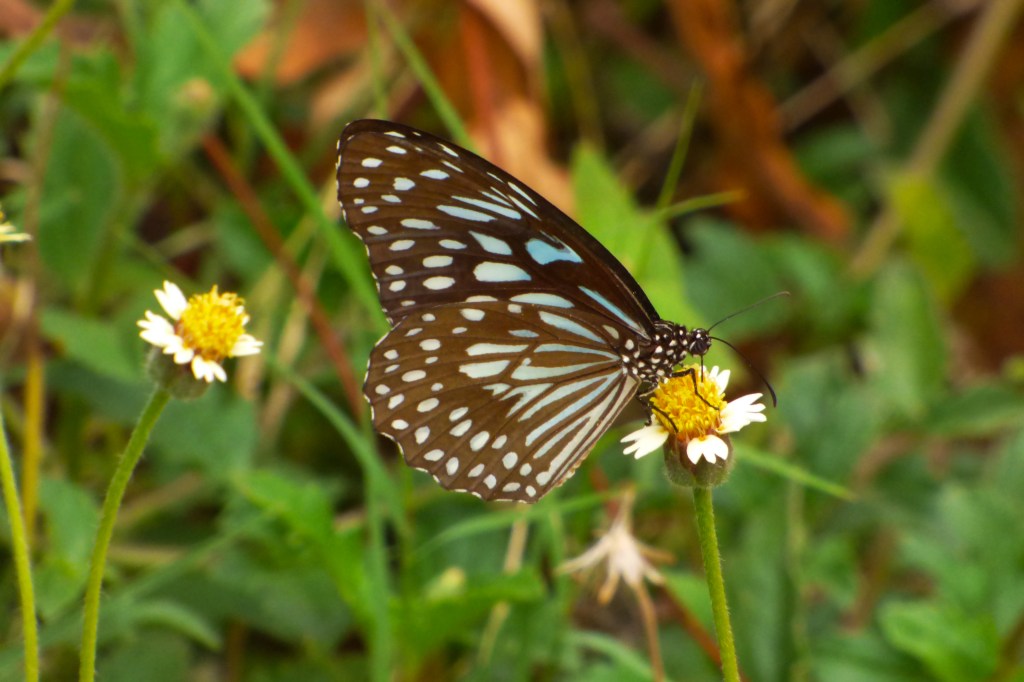 Beautiful but can be&nbsp;Painful