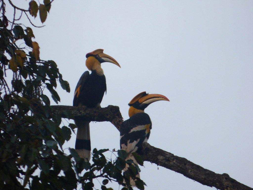 How much does a Hornbill&nbsp;cost?