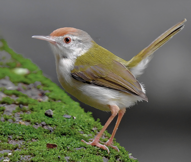Darzee in the City: The Tiny Tailorbird Stitching Life into Urban Green&nbsp;Spaces